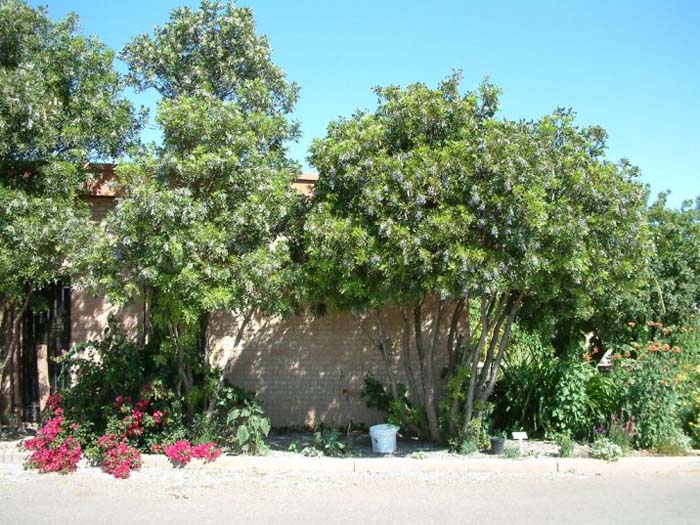 Plant photo of: Sophora secundiflora