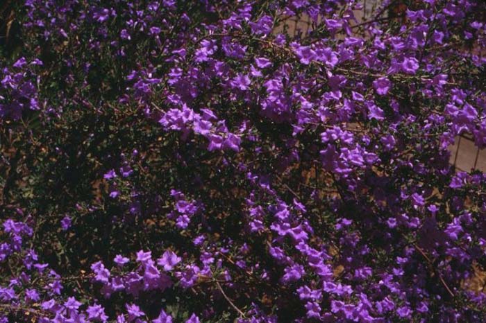 Chihuahuan Sage