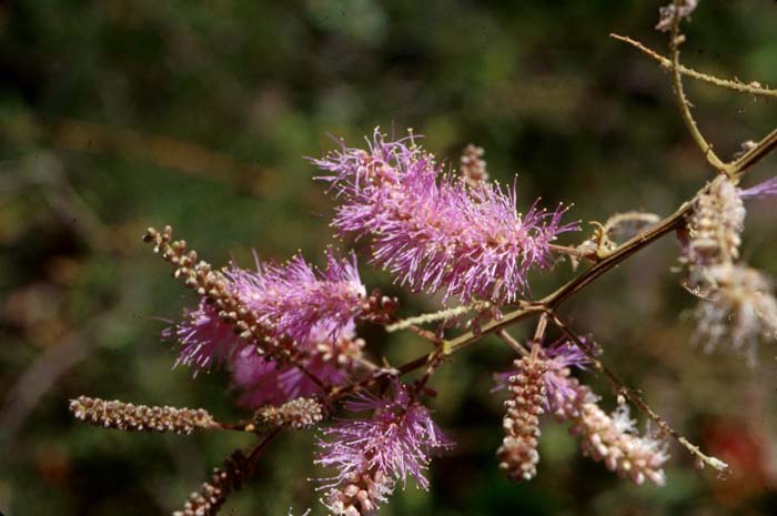 Velvet Pod Mimosa, Catsclaw, Gatuno