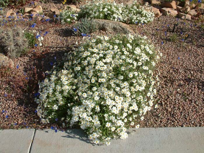 Melampodium leucanthum