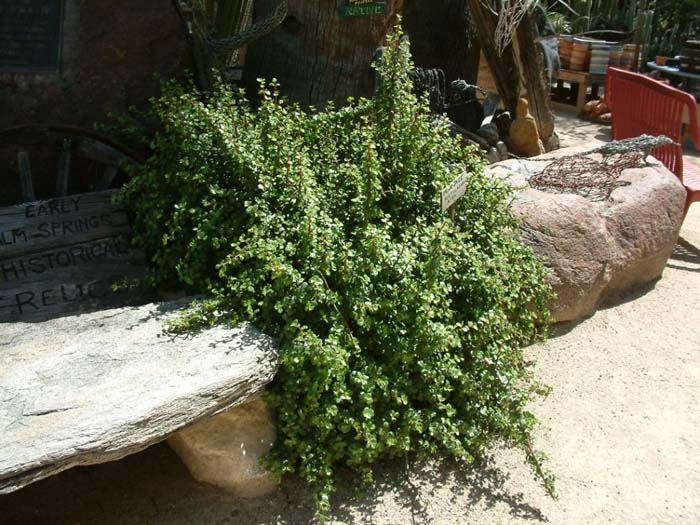 Plant photo of: Portulacaria afra