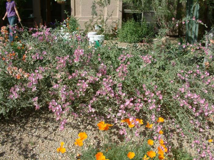 Globe Mallow