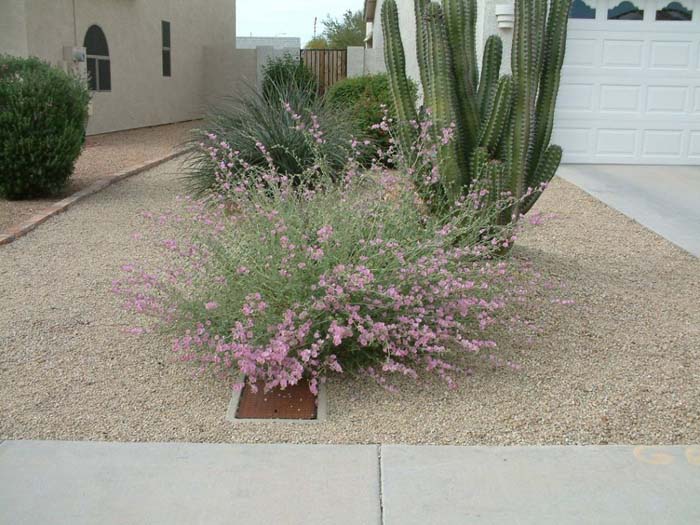 Plant photo of: Sphaeralcea ambigua