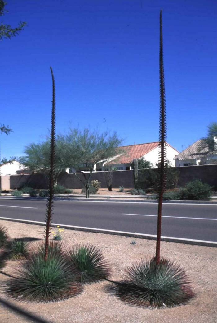 Twin-Flowered Agave