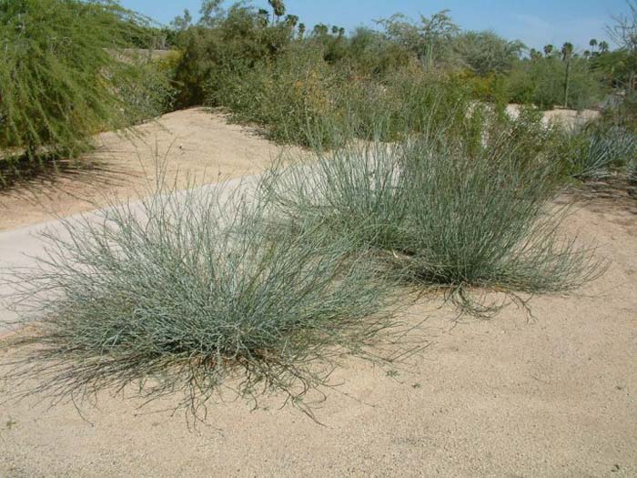 Asclepias subulata