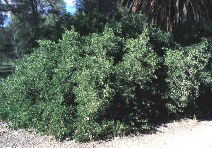 Plant photo of: Maytenus phyllanthoides
