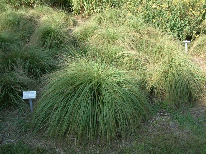 Muhlenbergia rigens