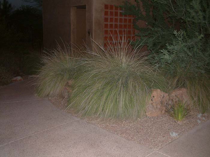 Muhlenbergia dumosa