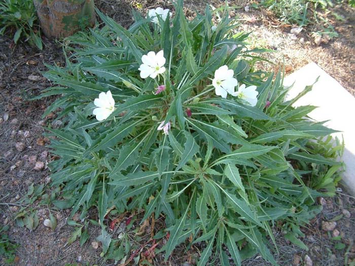 Tufted Evening Primrose