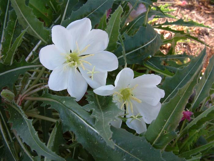 Plant photo of: Oenothera caespitosa