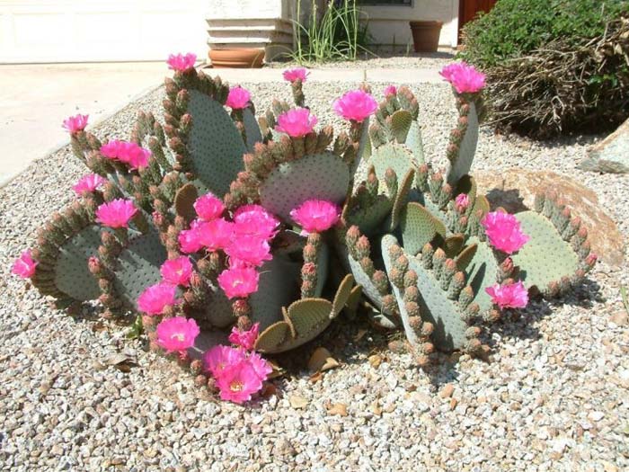 Plant photo of: Opuntia basilaris
