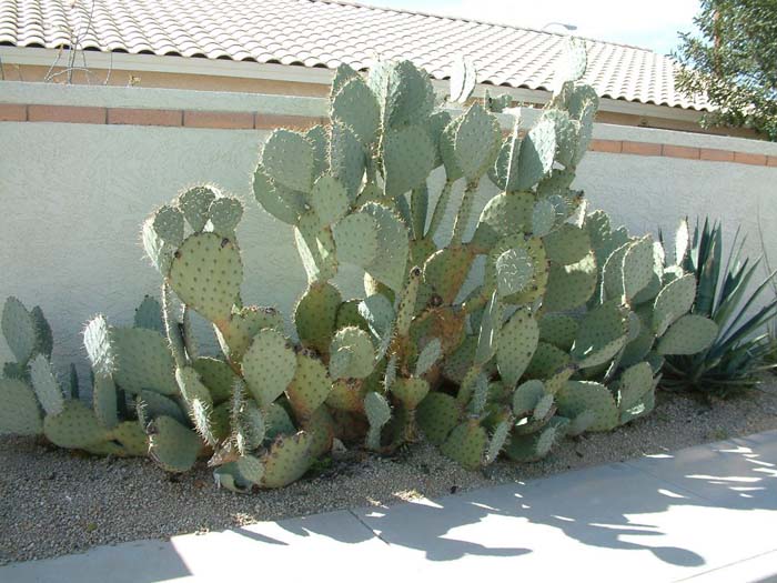 Opuntia robusta