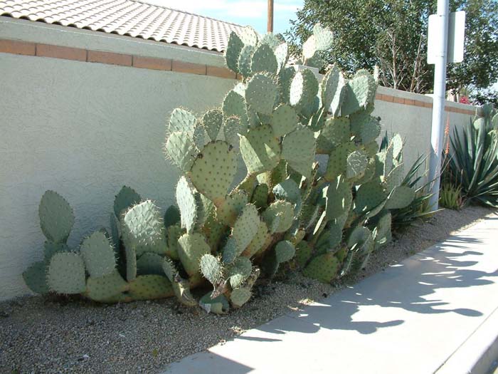 Plant photo of: Opuntia robusta