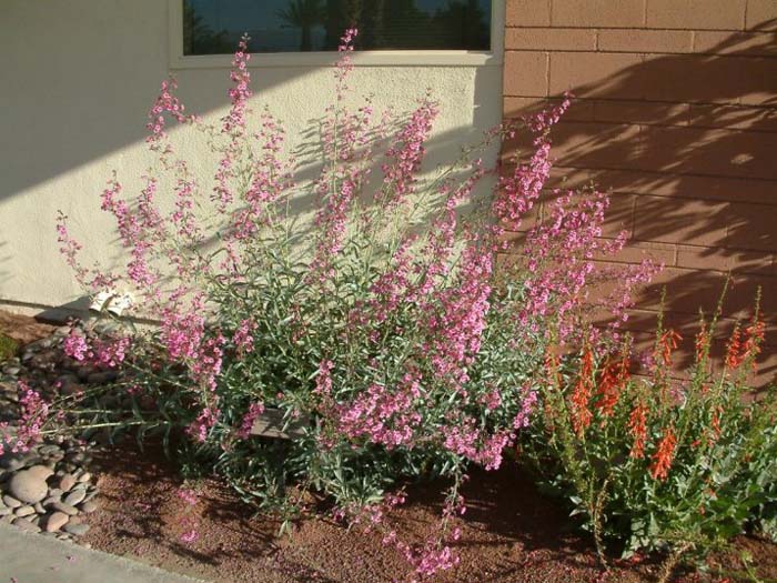 Parry's Penstemon