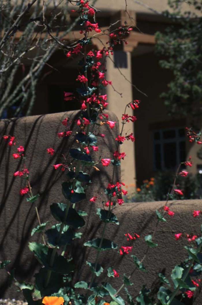 Plant photo of: Penstemon pseudospectabilis