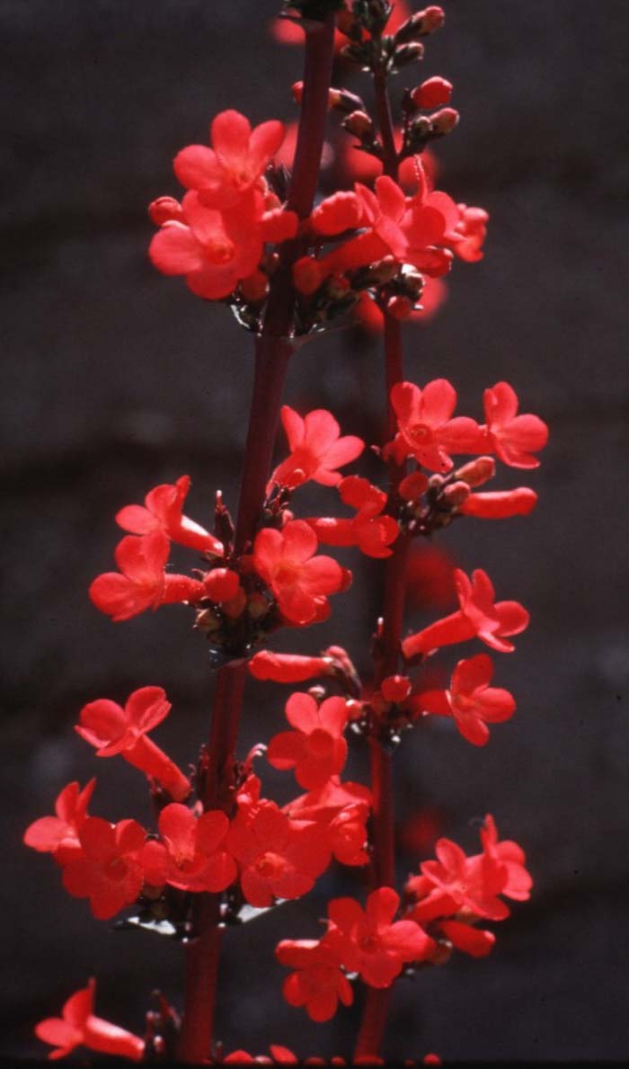 Coral Penstemon