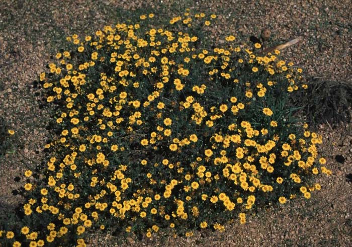 Golden Dogweed