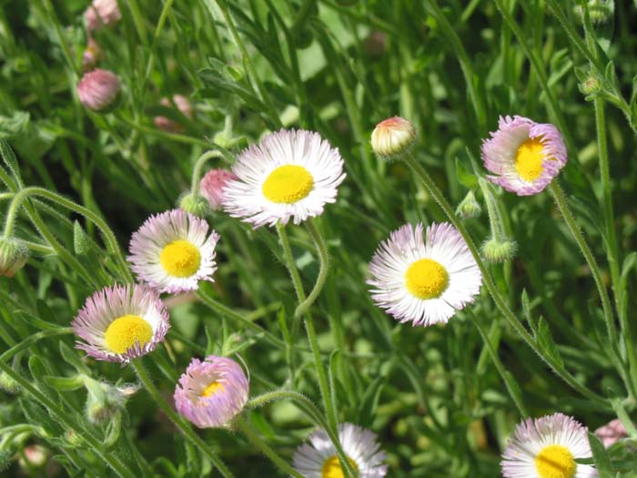 Spreading Fleabane