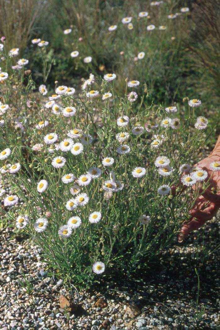 Plant photo of: Erigeron divergens