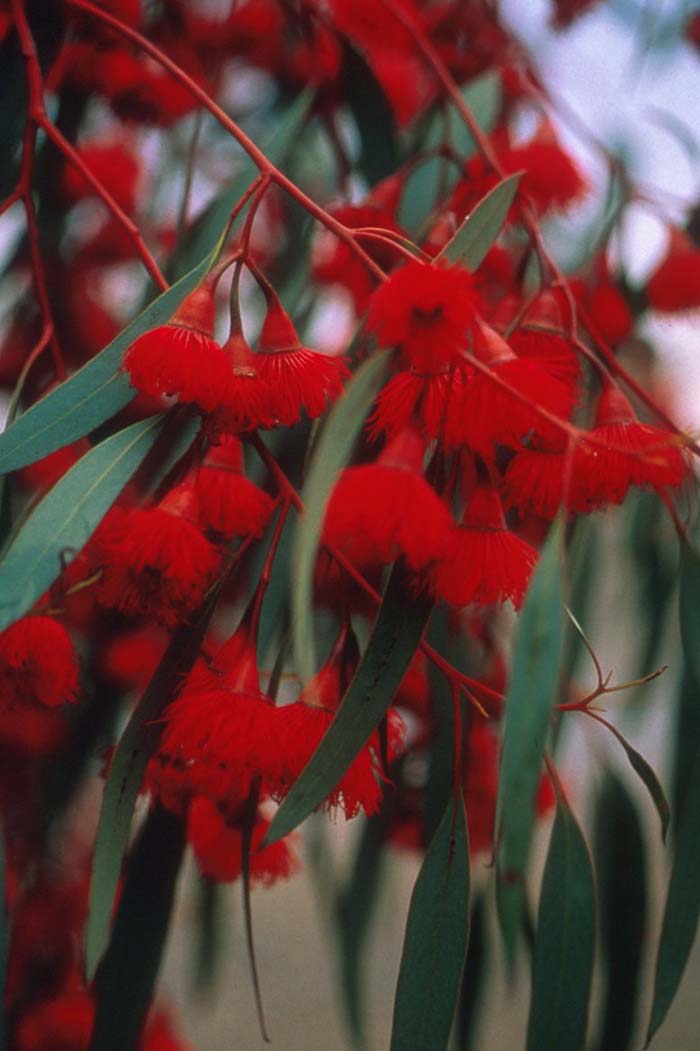 Eucalyptus leucoxylon 'Rosea'