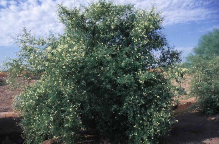 Plant photo of: Harvardia pallens