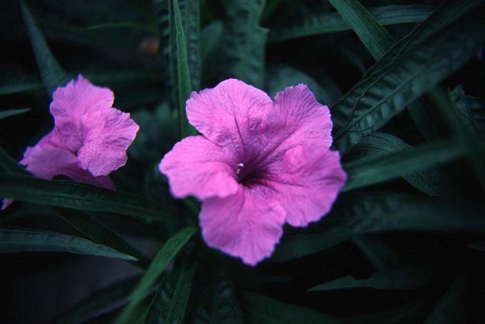 Ruellia brittoniana 'Katie'