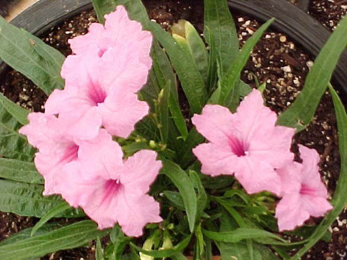 Plant photo of: Ruellia brittoniana 'Katie'