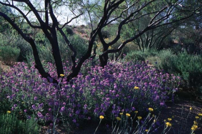 Goodding's Verbena