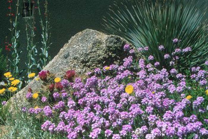 Plant photo of: Glandularia gooddingii