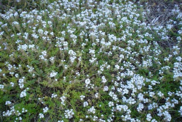 Moss Verbena