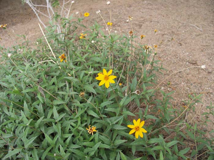 Rough Daisy Devil's River