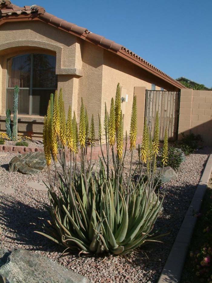 Medicinal Aloe