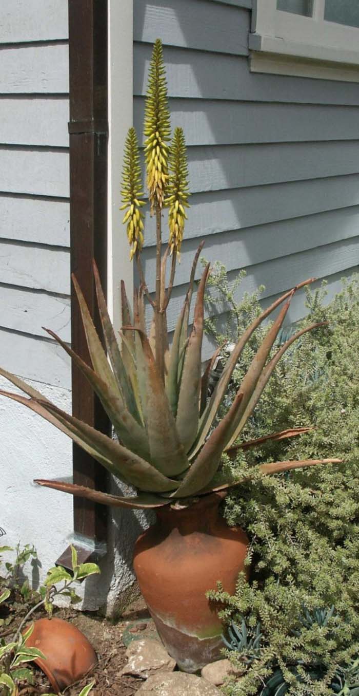 Plant photo of: Aloe vera