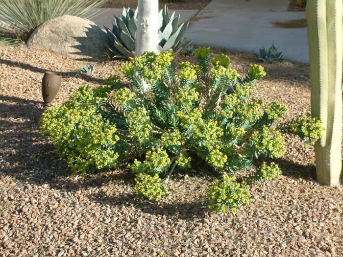 Euphorbia rigida