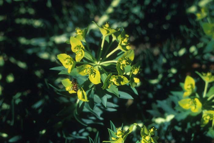 Plant photo of: Euphorbia rigida