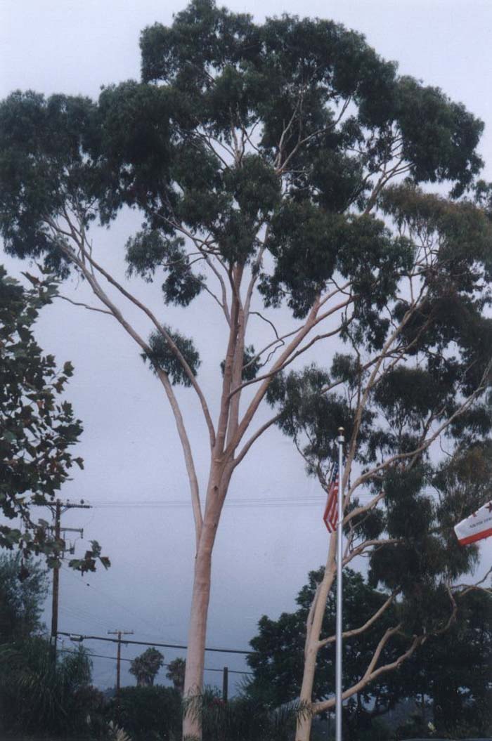 Eucalyptus citriodora