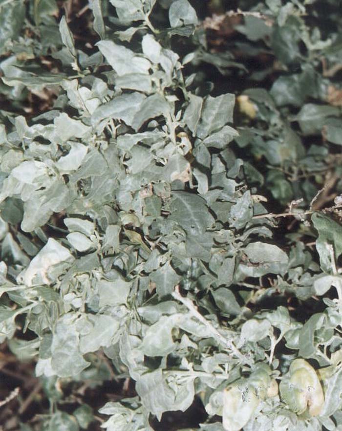 Brewer Saltbush, Quail Bush