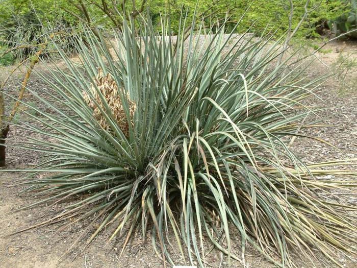 Banana Yucca