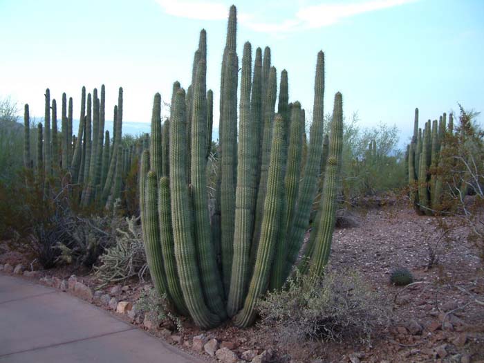 Organ Pipe