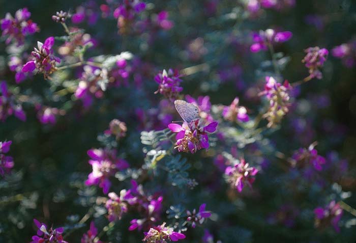 Dalea frutescens