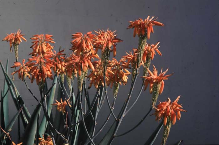 Plant photo of: Aloe dawei