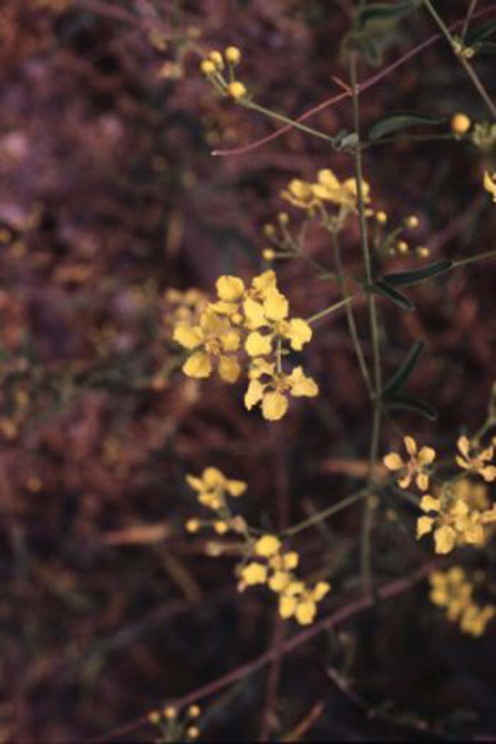 Yellow Orchid Vine