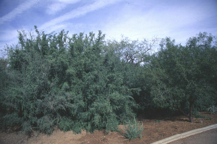 Celtis pallida