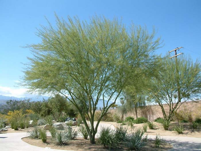 Palo Verde Desert Museum