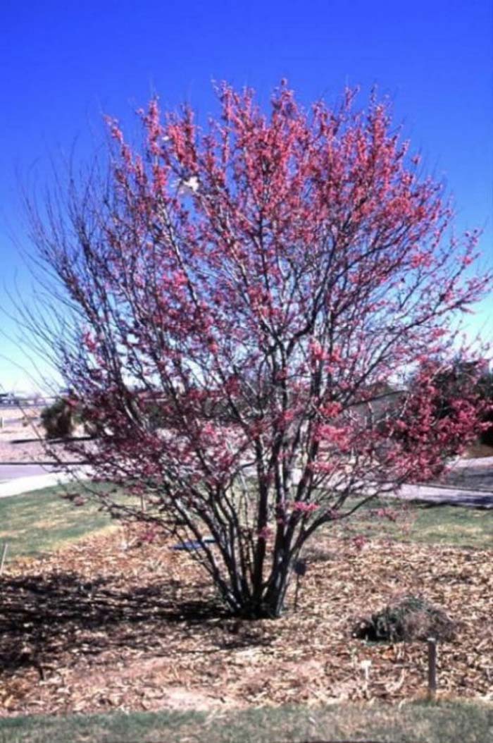 Mexican Redbud