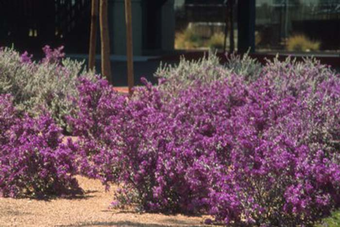 Thundercloud Silverleaf