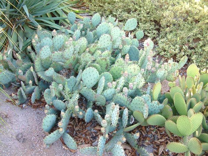 Opuntia engelmannii