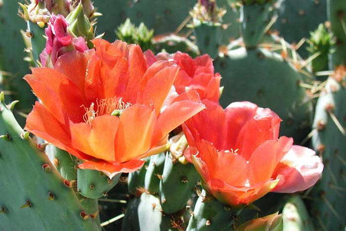 Plant photo of: Opuntia engelmannii