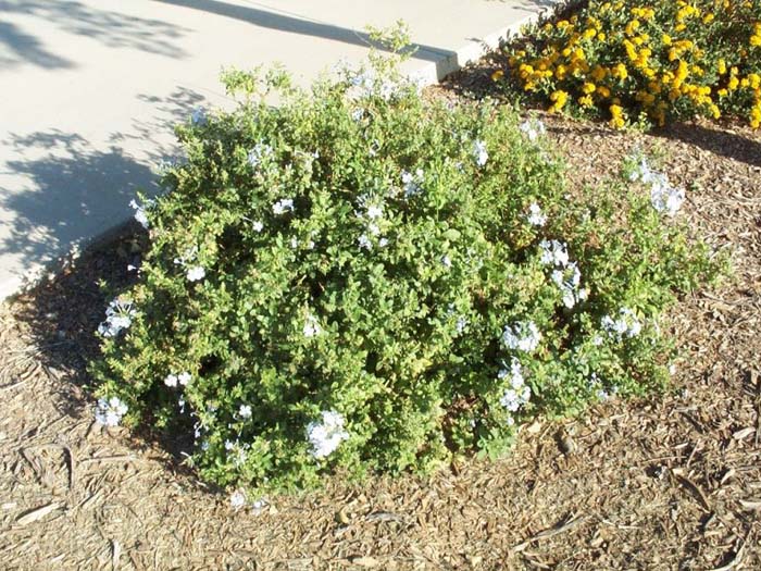 White Plumbago Summer Snow