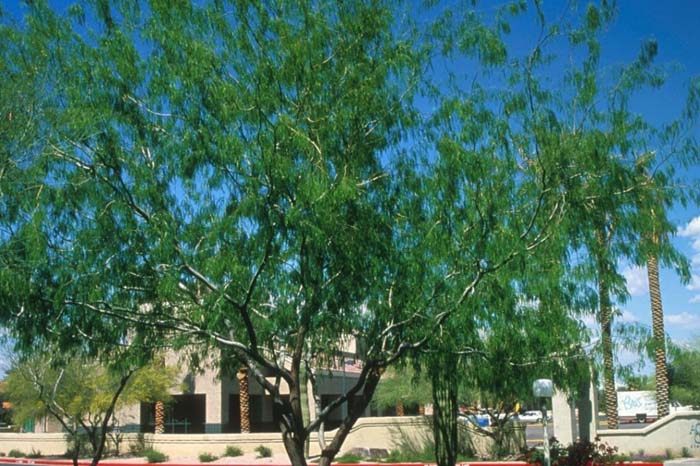 Prosopis glandulosa 'Maverick'